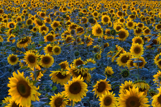 1399613 (a): :2472x1634